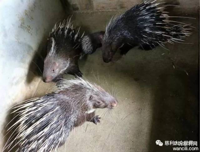 视频致富养殖田鸡是真的吗_致富经田鸡养殖视频_养殖田鸡赚钱吗