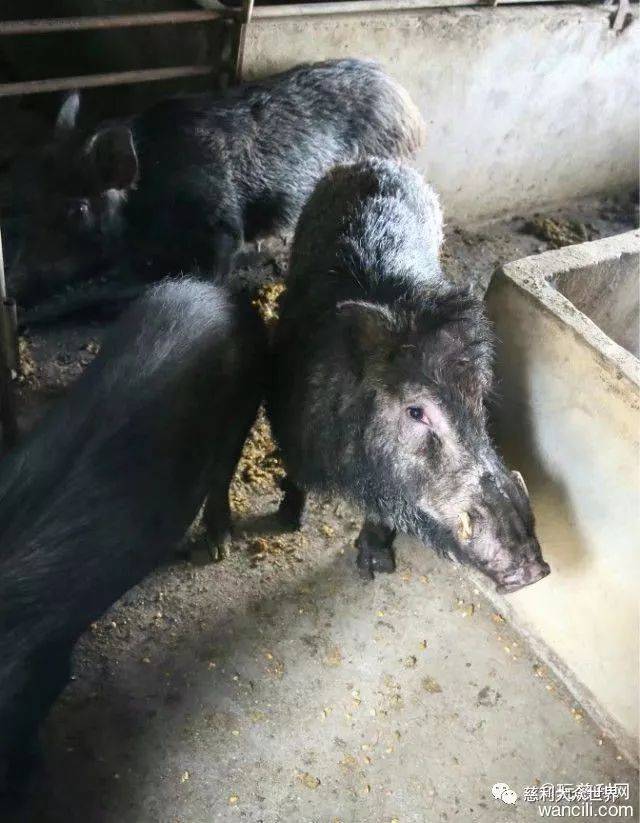 养殖田鸡赚钱吗_致富经田鸡养殖视频_视频致富养殖田鸡是真的吗