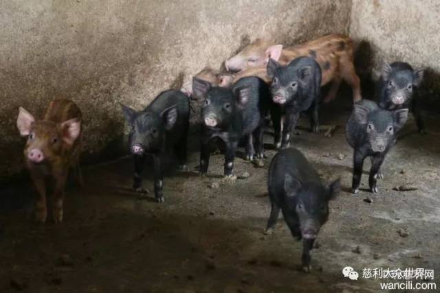 致富经田鸡养殖视频_视频致富养殖田鸡是真的吗_养殖田鸡赚钱吗