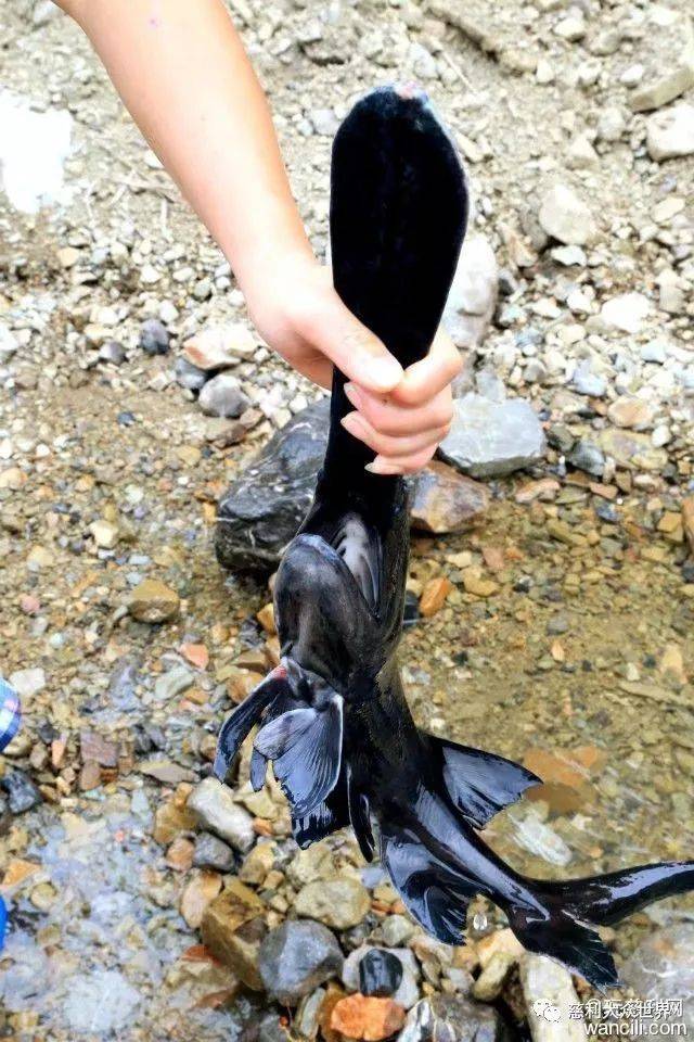 视频致富养殖田鸡是真的吗_致富经田鸡养殖视频_养殖田鸡赚钱吗