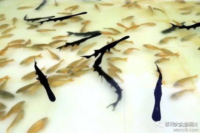 视频致富养殖田鸡是真的吗_养殖田鸡赚钱吗_致富经田鸡养殖视频