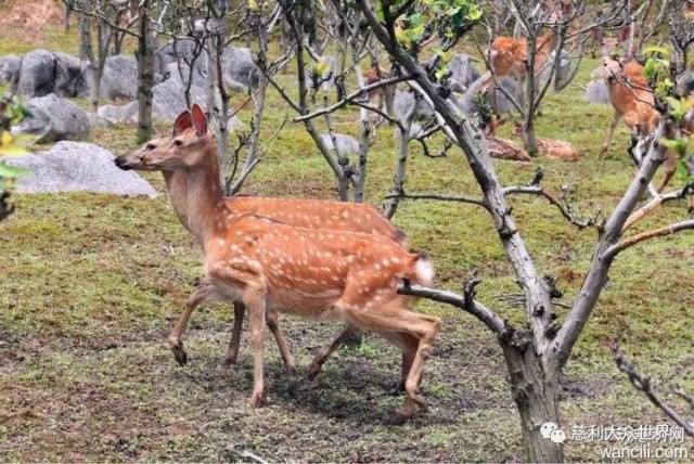 视频致富养殖田鸡是真的吗_致富经田鸡养殖视频_养殖田鸡赚钱吗