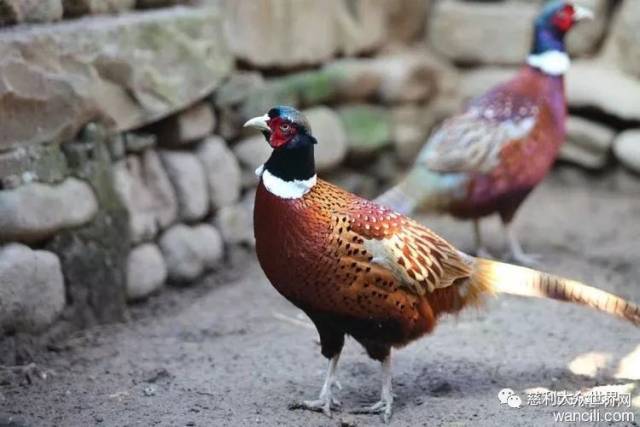 视频致富养殖田鸡是真的吗_养殖田鸡赚钱吗_致富经田鸡养殖视频