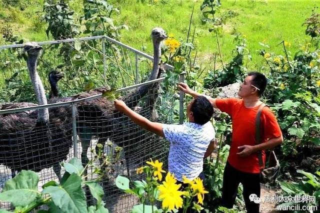 养殖田鸡赚钱吗_视频致富养殖田鸡是真的吗_致富经田鸡养殖视频