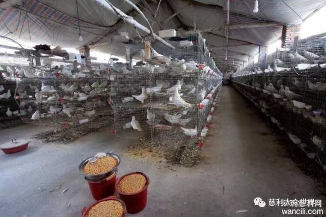养殖田鸡赚钱吗_致富经田鸡养殖视频_视频致富养殖田鸡是真的吗