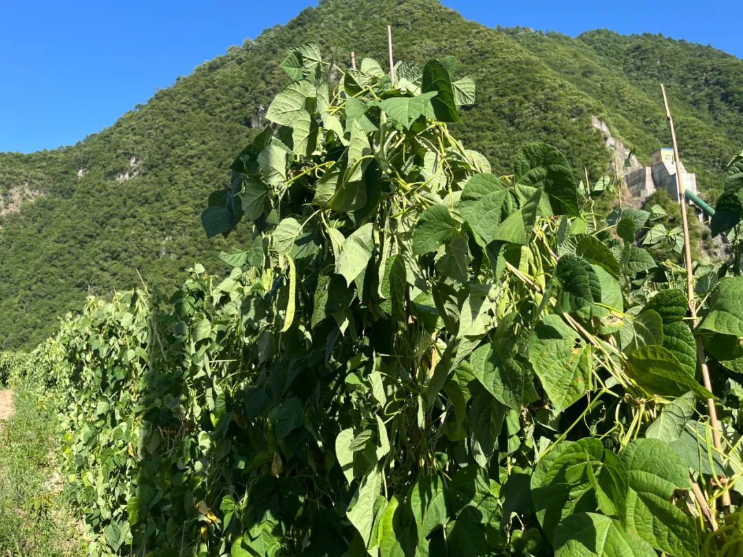 农村种植架豆致富_架豆怎样种植搭架_架豆的种植