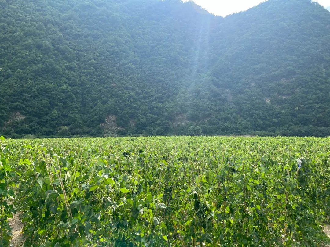 农村种植架豆致富_架豆怎样种植搭架_架豆的种植