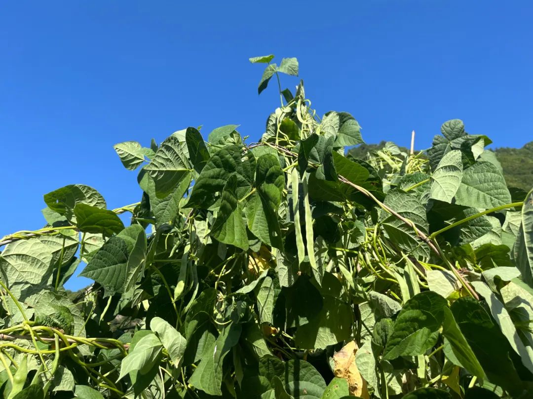 农村种植架豆致富_架豆的种植_架豆怎样种植搭架