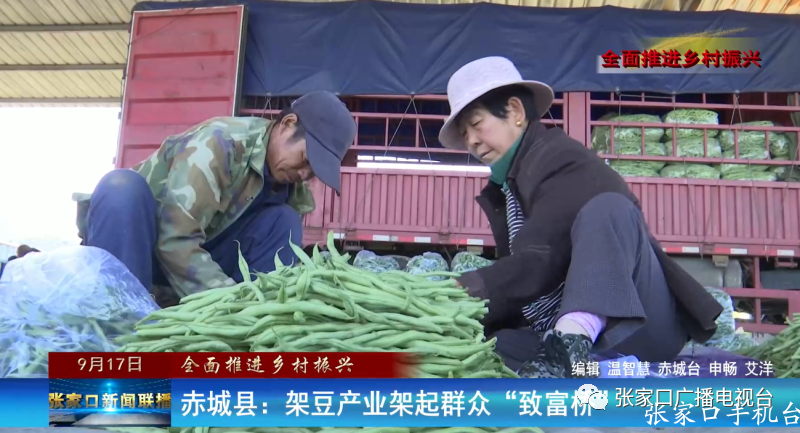 【全面推进乡村振兴】赤城县：架豆产业架起群众“致富桥”