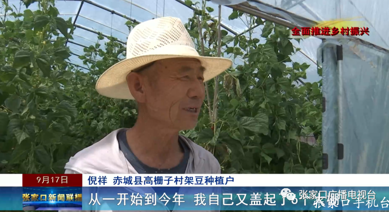 致富种植农村架豆怎么样_农村种植架豆致富_架豆高产栽培技术