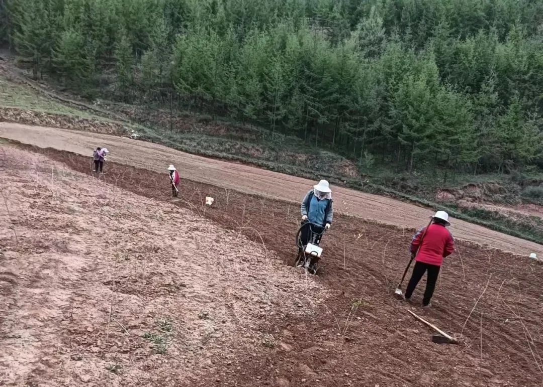 架豆的种植_农村种植架豆致富_致富种植农村架豆怎么样
