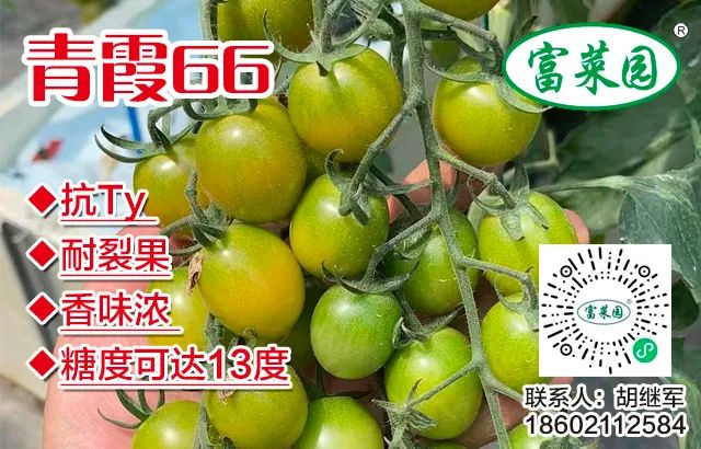 菌菇种植方法技巧_菌菇种植前景_农业致富种植菌茹