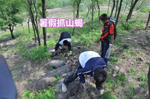 野生蝎子冬天怎么养殖技术_养野生蝎子怎样过冬_野生蝎子家养