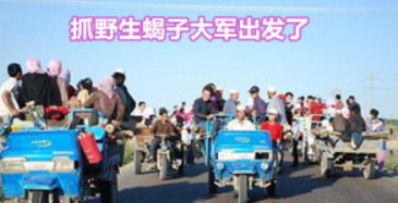 养野生蝎子怎样过冬_野生蝎子冬天怎么养殖技术_野生蝎子家养