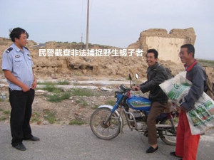野生蝎子冬天怎么养殖技术_养野生蝎子怎样过冬_野生蝎子家养