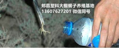 野生蝎子家养_养野生蝎子怎样过冬_野生蝎子冬天怎么养殖技术