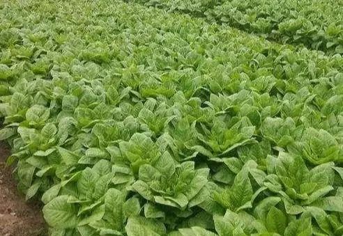 秋季大棚笋的种植技术_大棚笋子怎么种_秋季笋大棚种植技术与管理