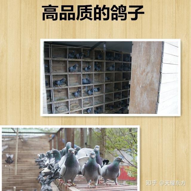 致富经创业项目养殖视频_养殖致富网视频_视频致富养殖创业项目怎么做
