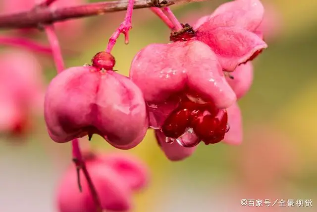 种植致富豆棱项目是什么_种植致富项目 种植四棱豆_农村种植致富好项目