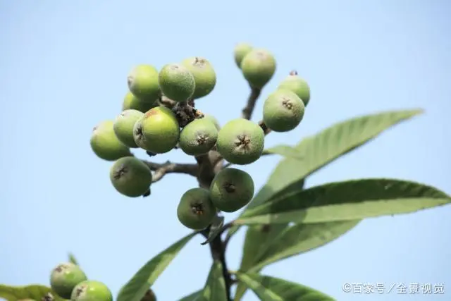 种植致富豆棱项目是什么_农村种植致富好项目_种植致富项目 种植四棱豆