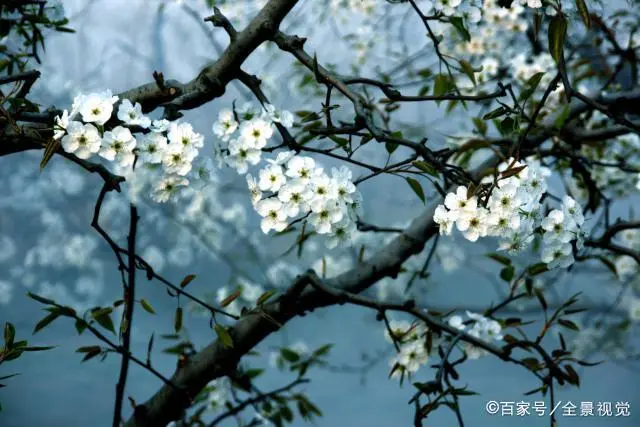 种植致富项目 种植四棱豆_种植致富豆棱项目是什么_农村种植致富好项目