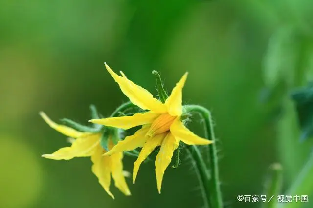 种植致富项目 种植四棱豆_农村种植致富好项目_种植致富豆棱项目是什么
