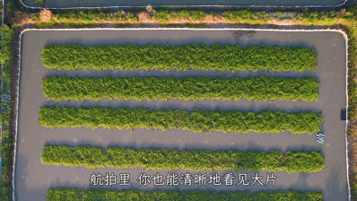 螃蟹养殖技术视频中央七套_养殖螃蟹的视频_海螃蟹养殖技术视频