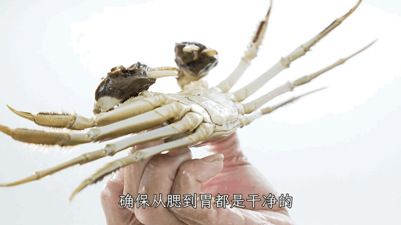 螃蟹养殖技术视频中央七套_海螃蟹养殖技术视频_养殖螃蟹的视频