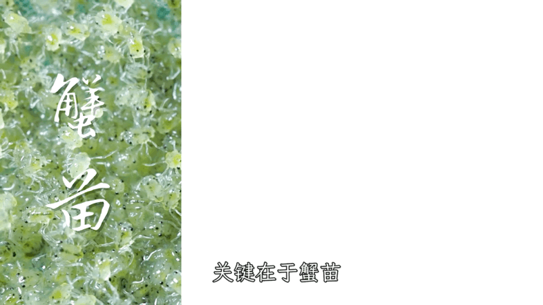螃蟹养殖技术视频中央七套_养殖螃蟹的视频_海螃蟹养殖技术视频