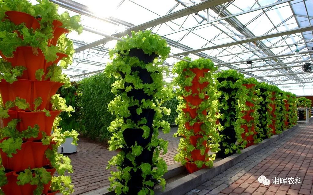 蔬菜种植小技巧视频_蔬菜种植技术与管理视频_无土种植蔬菜技术视频