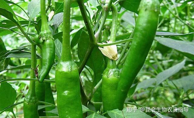 大棚蔬菜辣椒能用膨大剂吗？辣椒用什么肥效果好？辣椒保花保果用“昆仑风”