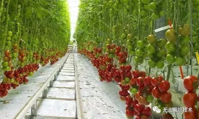 蔬菜无土栽培技术与技术推广分析