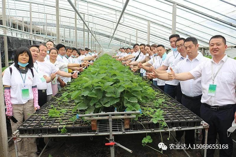 蔬菜种植小技巧视频_种植蔬菜视频教程_无土种植蔬菜技术视频