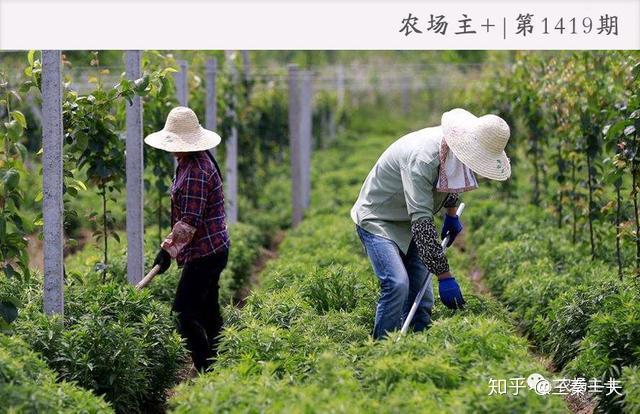 致富案例种植田地怎么写_田地种植致富案例_种地致富项目