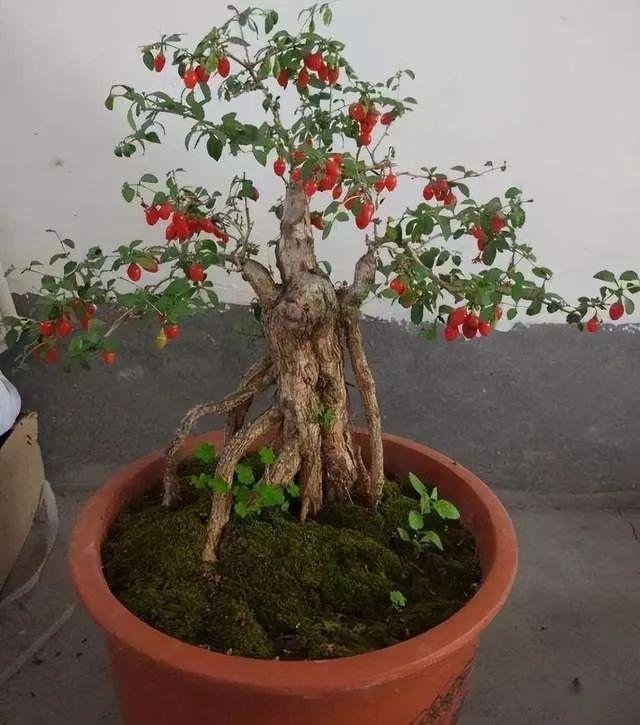 盆栽腊梅如何种植_腊梅盆栽养殖技术_盆栽养殖腊梅技术与管理