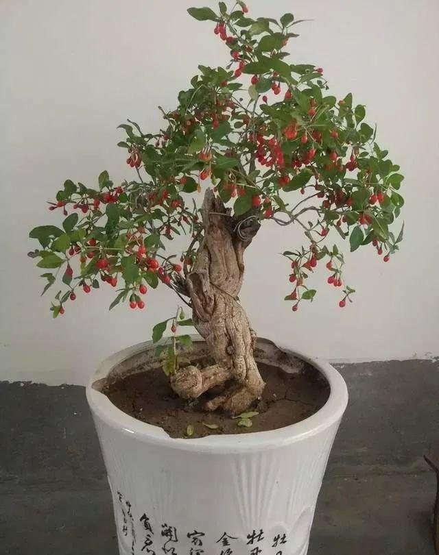 盆栽腊梅如何种植_盆栽养殖腊梅技术与管理_腊梅盆栽养殖技术