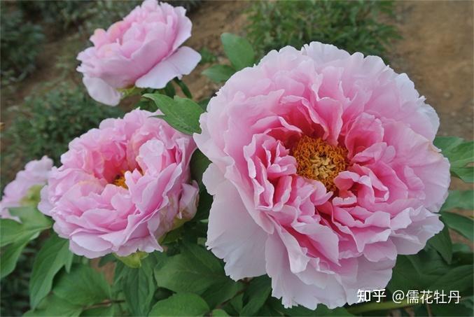 扶桑牡丹的修剪_扶桑牡丹的花期_扶桑牡丹花种植技术