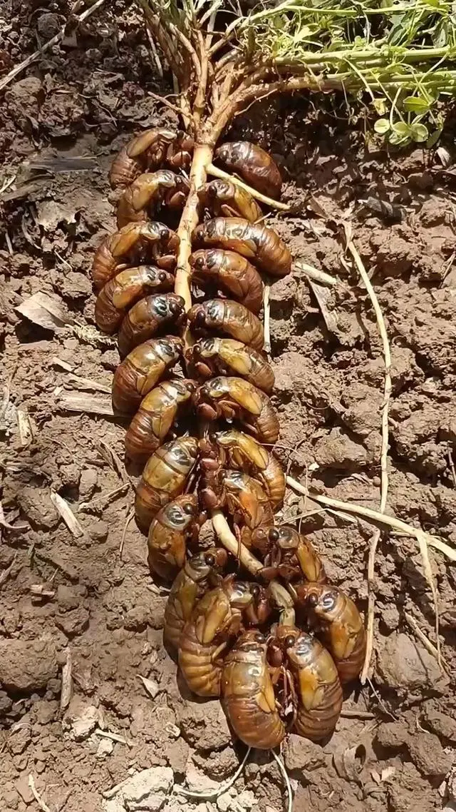 视频养殖金蝉技术视频教程_金蝉视频养殖技术_金蝉养殖技术视频视频