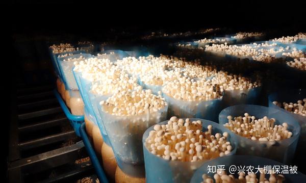 白金针菇养殖技术_金针菇养殖视频_金针种菌菇怎么种植方法