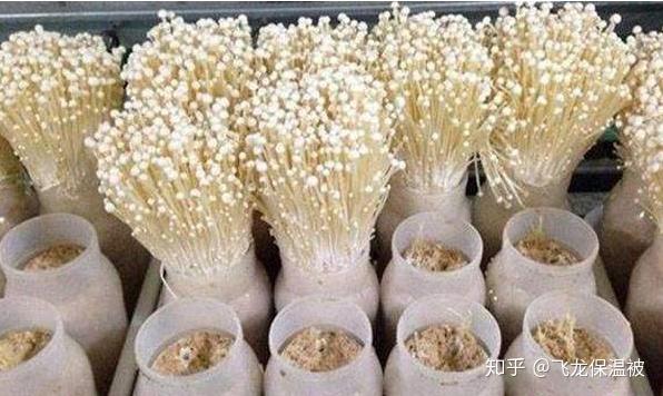 金针菇高产栽培的注意事项