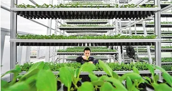 种植致富新项目_致富种植项目中国有多少家_中国种植致富项目