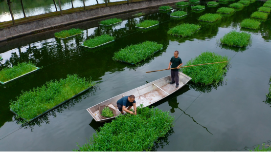 高密度养殖鱼视频_高密度淡水养鱼技术视频_淡水鱼高密度养殖技术
