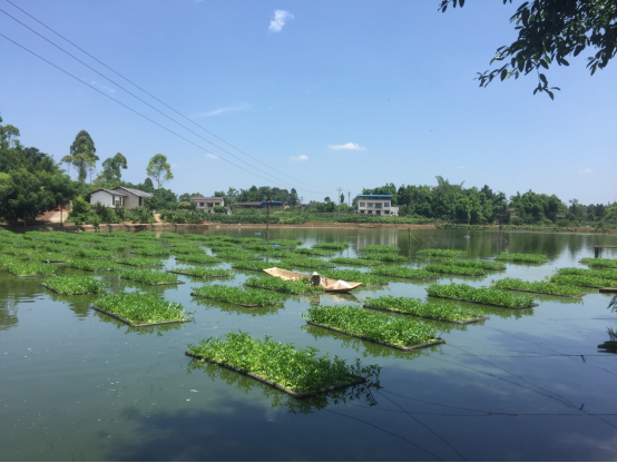 高密度淡水养鱼技术视频_淡水鱼高密度养殖技术_高密度养殖鱼视频
