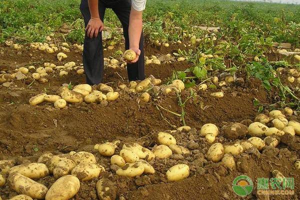 致富种植什么比较赚大钱_致富种植什么_致富种植创业项目