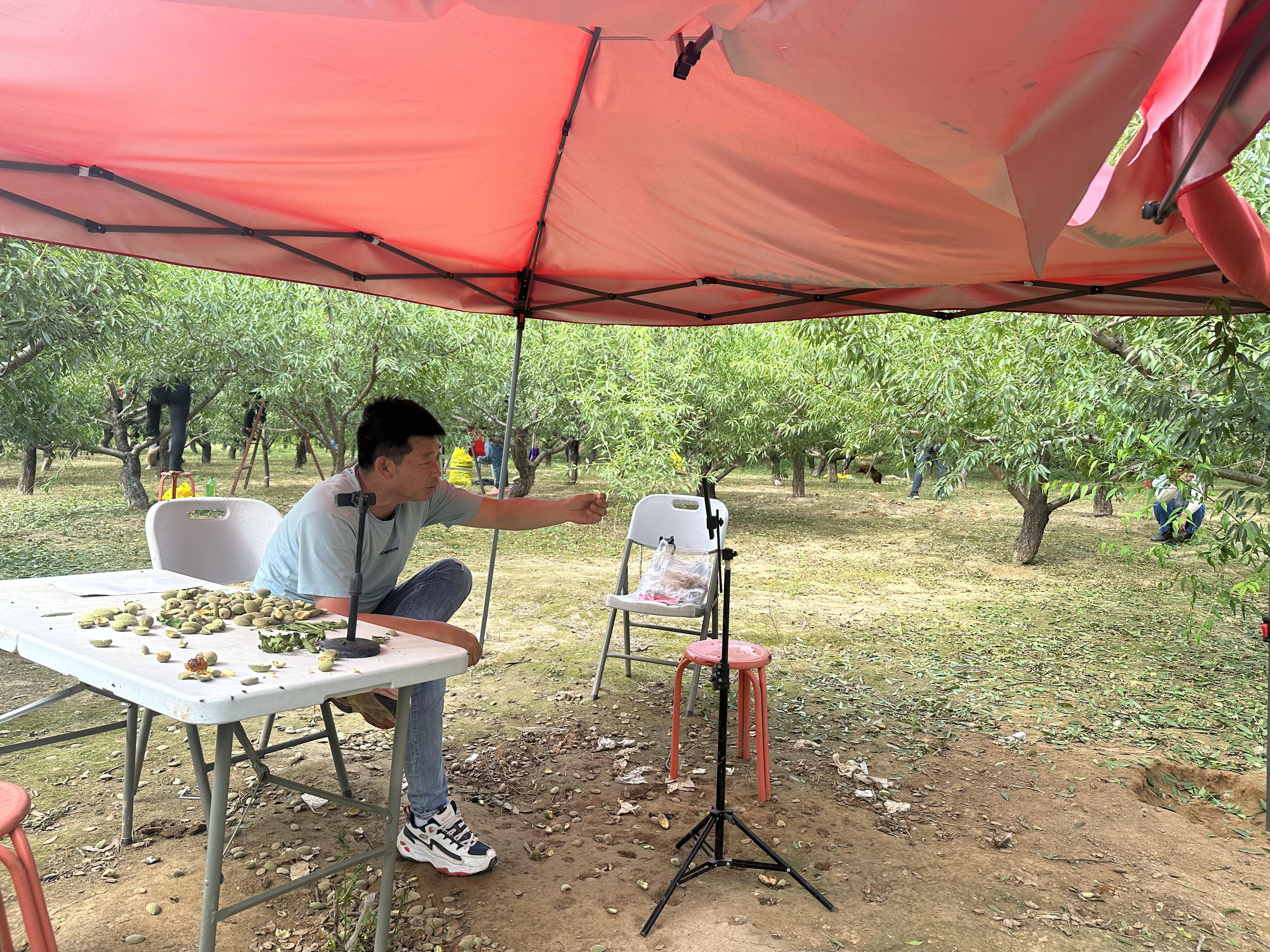 扁桃种植带领全县致富_扁桃种植收入怎么样_扁桃种植致富