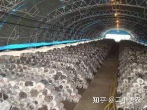 白金针菇养殖技术_金针菇养殖技术视频_金针菇养殖视频