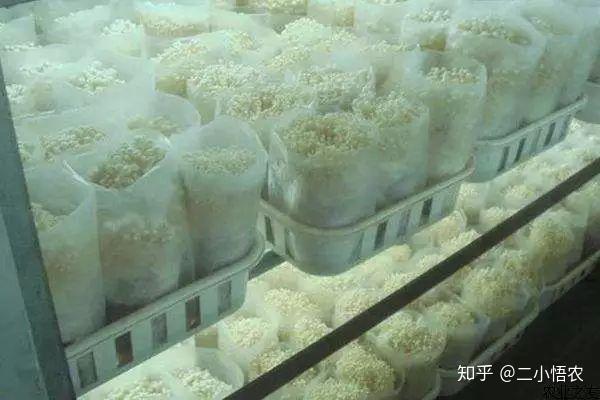 白金针菇养殖技术_金针菇养殖技术视频_金针菇养殖视频