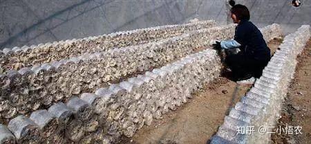 金针菇养殖视频_金针菇养殖技术视频_白金针菇养殖技术