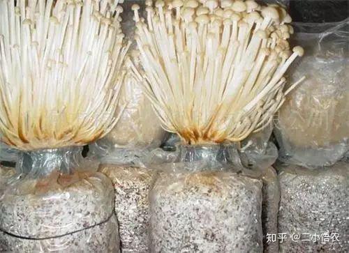 白金针菇养殖技术_金针菇养殖技术视频_金针菇养殖视频