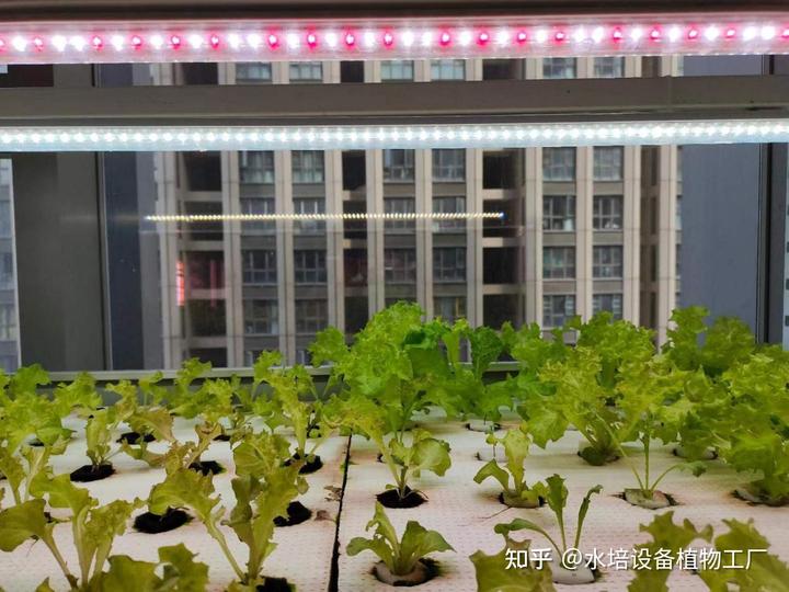 无土栽培育苗和蔬菜室内种植，这些水培方法很实用！